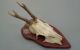 Vintage Antique Roe Deer Buck Antlers Skull Taxidermy Education Wood Mounted European photo 1