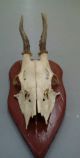Vintage Antique Roe Deer Buck Antlers Skull Taxidermy Education Wood Mounted European photo 2