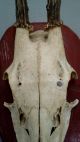 Vintage Antique Roe Deer Buck Antlers Skull Taxidermy Education Wood Mounted European photo 3