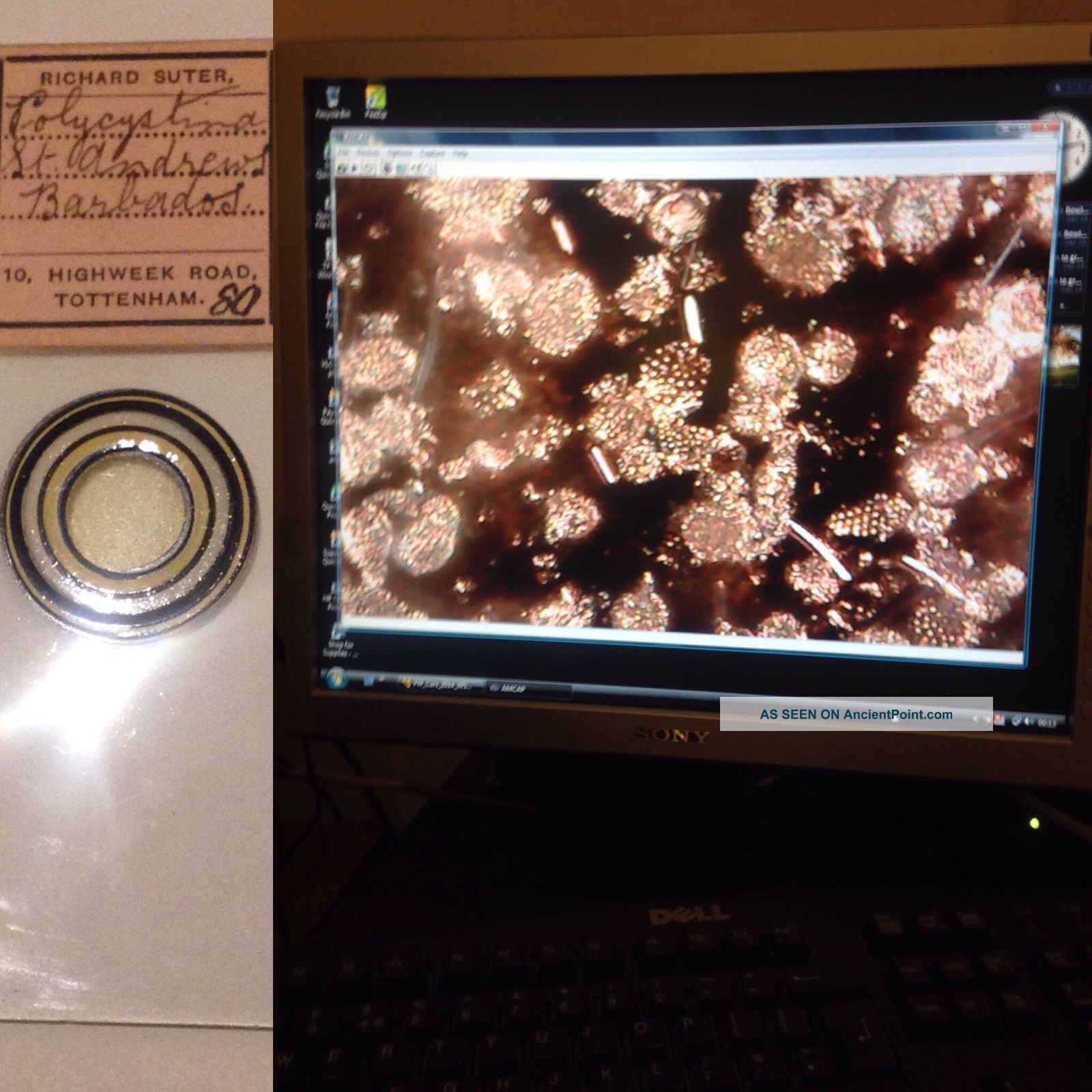 Suter Microscope Slide Polycystina St Andrews Barbados Rare Mount (diatoms) Other Antique Science Equip photo