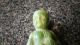 Antique Soap Baby Figurine Green Penna.  Soap Co.  Lancaster,  Pa Primitives photo 5