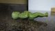 Antique Soap Baby Figurine Green Penna.  Soap Co.  Lancaster,  Pa Primitives photo 7