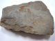 Ancient Stone Axe Neolithic Flintstone Age Artifact Tool Primitive Prehistoric Neolithic & Paleolithic photo 3
