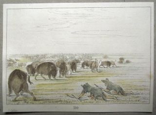 1842 G.  Catlin Handcol Engraving Native American Indians Buffalo Hunt photo