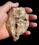 187 Gram Flint Slim Hand Axe Neanderthal Paleolithic Nosed Tool Acheulean Neolithic & Paleolithic photo 1