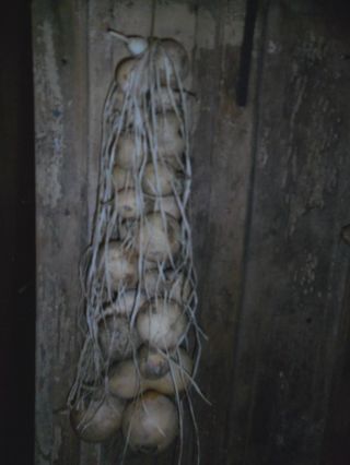 Primitive Gourd Garland Cluster,  Extra Long,  Early Look Homestead Dried W/raffia photo