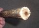 C1930 Borneo Indonesian Bulls Bone Blowpipe With Carved Dragons Head Very Rare Other Ethnographic Antiques photo 6