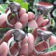 Old Rare Intaglio Roman Style Silver Carnelian Stone Ring Write Size 8 Us Roman photo 2