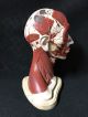 Antique Denoyer Geppert Head Muscles Brain Anatomical Model Other Medical Antiques photo 1