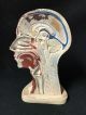 Antique Denoyer Geppert Head Muscles Brain Anatomical Model Other Medical Antiques photo 3