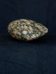 Rare Saharian Neolithic - Granite Axe - 48 Mm Long Neolithic & Paleolithic photo 3