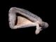 Neolithic Zoomorphic Ceramic Stag Idol –vi Millennia B.  C,  Replica Neolithic & Paleolithic photo 5