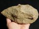 A Big Million Year Old Early Stone Age Acheulean Handaxe Mauritania 955gr E Neolithic & Paleolithic photo 1