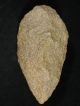 A Big Million Year Old Early Stone Age Acheulean Handaxe Mauritania 955gr E Neolithic & Paleolithic photo 4