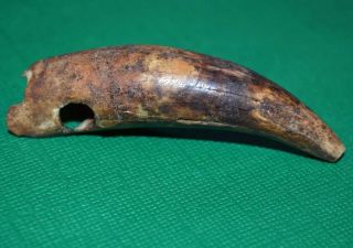 Antique African Tribally Drilled Crocodile Tooth Pendant Amulet Congo,  Africa photo
