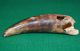 Antique African Tribally Drilled Crocodile Tooth Pendant Amulet Congo,  Africa Jewelry photo 1