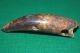 Antique African Tribally Drilled Crocodile Tooth Pendant Amulet Congo,  Africa Jewelry photo 2