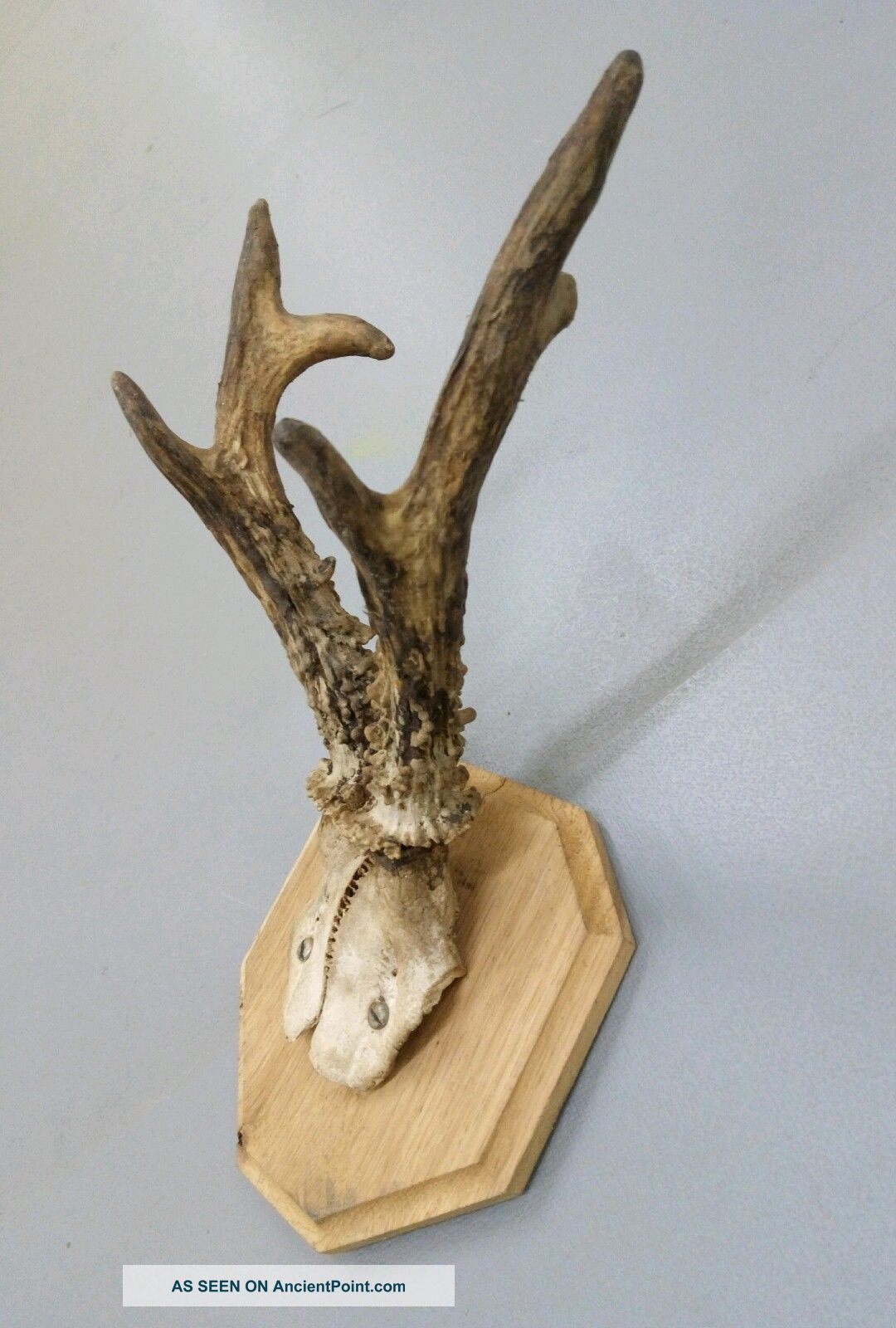 Vintage Antique Roe Deer Buck Antlers Skull Taxidermy Education Home Decor Xii European photo