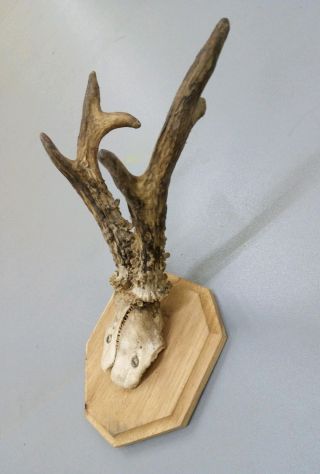 Vintage Antique Roe Deer Buck Antlers Skull Taxidermy Education Home Decor Xii photo