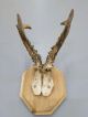 Vintage Antique Roe Deer Buck Antlers Skull Taxidermy Education Home Decor Xii European photo 1