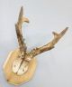 Vintage Antique Roe Deer Buck Antlers Skull Taxidermy Education Home Decor Xii European photo 3
