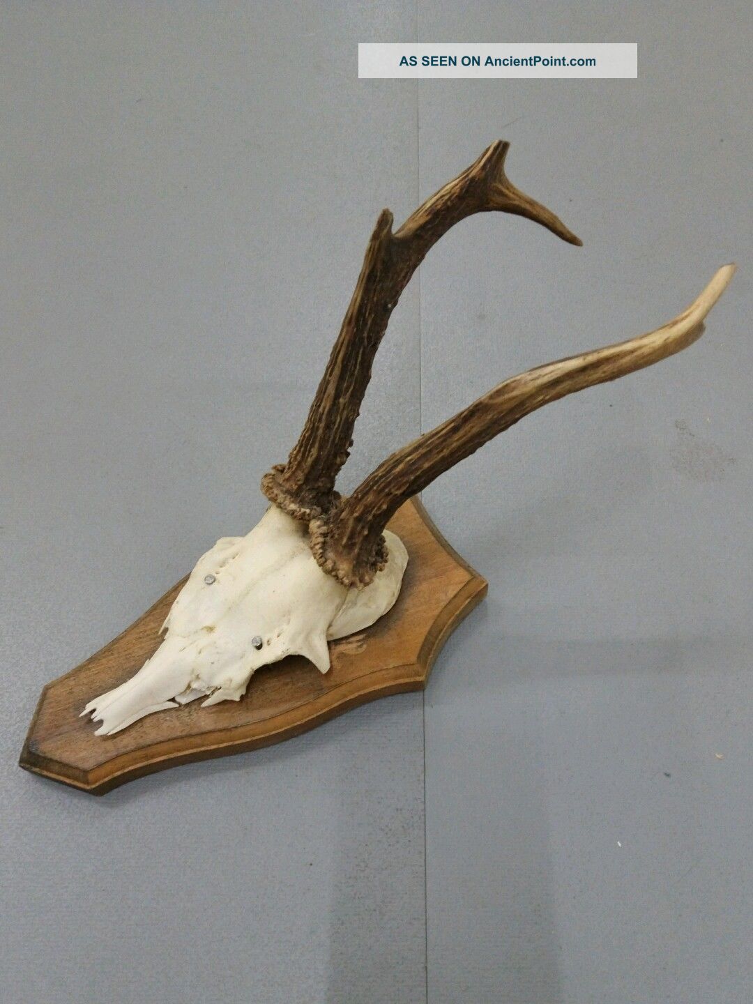 Vintage Antique Roe Deer Buck Antlers Skull Taxidermy Education Home Decor I European photo
