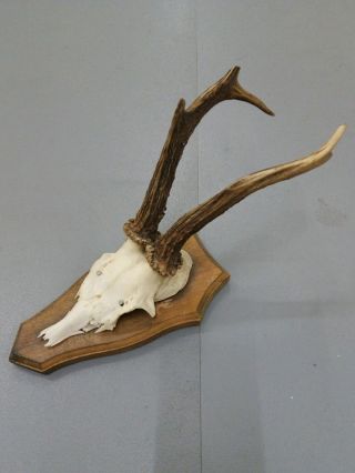 Vintage Antique Roe Deer Buck Antlers Skull Taxidermy Education Home Decor I photo