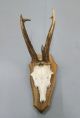 Vintage Antique Roe Deer Buck Antlers Skull Taxidermy Education Home Decor I European photo 1