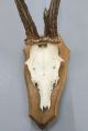 Vintage Antique Roe Deer Buck Antlers Skull Taxidermy Education Home Decor I European photo 2
