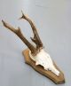 Vintage Antique Roe Deer Buck Antlers Skull Taxidermy Education Home Decor I European photo 3