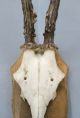 Vintage Antique Roe Deer Buck Antlers Skull Taxidermy Education Home Decor Ii European photo 1