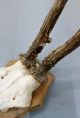 Vintage Antique Roe Deer Buck Antlers Skull Taxidermy Education Home Decor Ii European photo 2