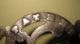 Rare Patent 1858 Cast Iron Keeps Large Bill Hook,  Holder Primitives photo 3