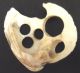 Antique Oyster Shell For Making Shell Buttons [d30 Buttons photo 1