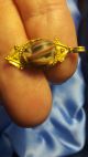 1 X Roman Ancient Solid Gold And Glass Pendant Very Rare Roman photo 4