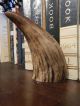 Scrimshaw Resin Replica Whale Tooth 