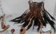 Very Old Bilum - Papua Guinea - 39 Pightails And Very Old Items Pacific Islands & Oceania photo 1