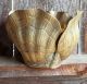 Hollywood Regency Midcentury Modern Brass Scallop Sea Shell Pot Planter Housman Mid-Century Modernism photo 4