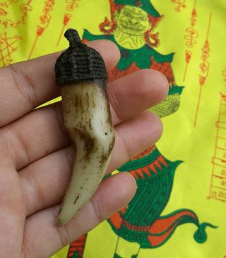 Takrud Canine Tiger Tooth Fang Talisman Gift Pendant Thai Amulet Powerful Holy photo