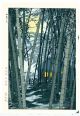 Kasamatsu Shiro Japanese Woodblock Print Shin Hanga - Bamboo Shoka No Take Prints photo 4