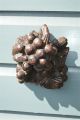 Antique Hand Carved Oak Grapes Mount Church Carving Grapevine Other Antique Hardware photo 1