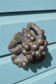 Antique Hand Carved Oak Grapes Mount Church Carving Grapevine Other Antique Hardware photo 4