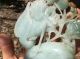 Hand Carved Old Green Jadeite Jade Statue Crane,  Fish & Flowers Figurines & Statues photo 8