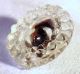 Scarce Antique Radiant Glass Button W/ 3 Colors Of Glass Tipped In At The Shank Buttons photo 2