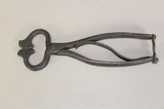 Very Early 18th C American Wrought Iron Sugar Nippers Grungiest Surface photo