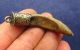 Viking Amulet - Norse Bear Tooth / Claw Pendant 8 - 10th Ad (2643 -) Scandinavian photo 3