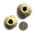 Decorated 15th Century Medieval Lead Spindle Whorls British photo 1