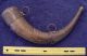 Antique Powder Horn W/ Metal Cap & Spout - North Africa - Morroco - 19th Century Other African Antiques photo 2