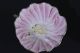 Vintage Tea Cup And Saucer Demitasse Flower Shape Pink Porcelain Handpainted Cups & Saucers photo 7